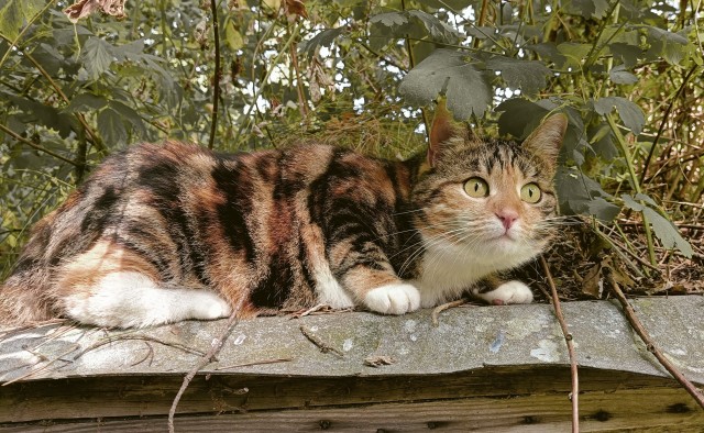Котовторник 21.10.2025