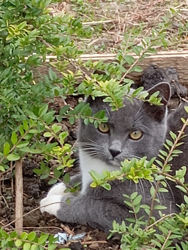 Котовторник 21.10.2025