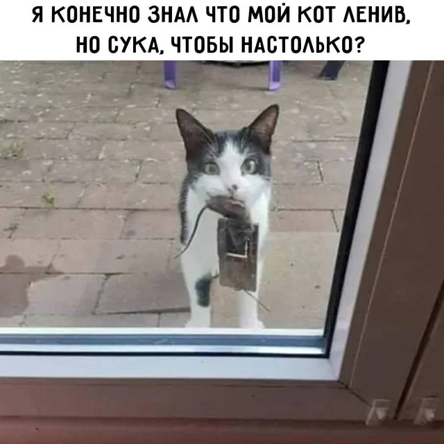 Разной свежести картинки