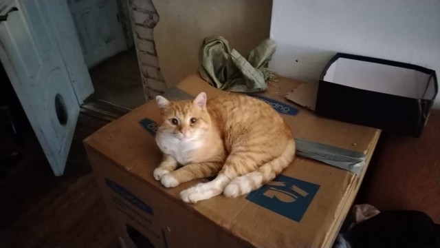 Пора кота
