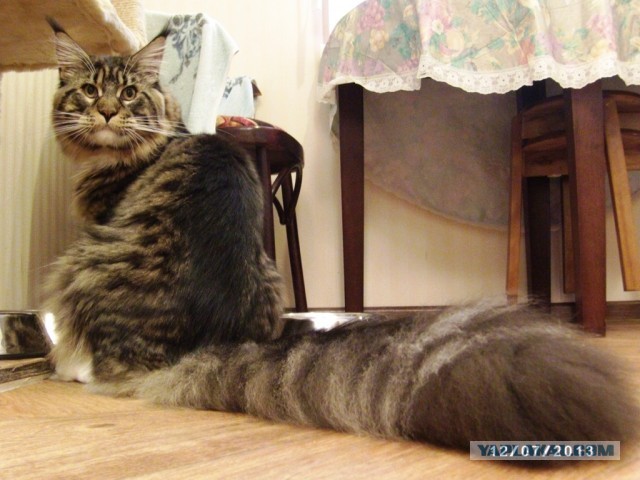 Котовторник 23.07.2013