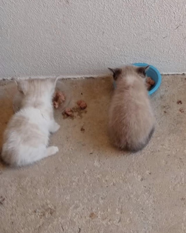 Мужчина нашёл котят на дороге