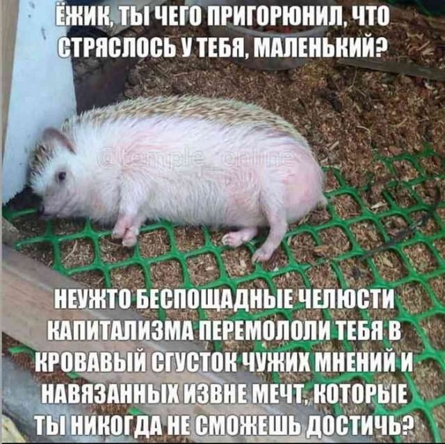 Картинки для деградации 235 (разной степени свежести)