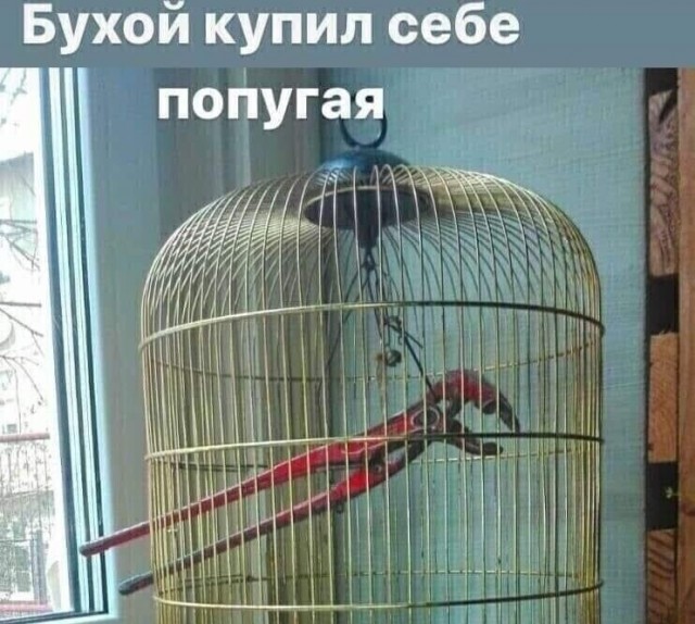 Веселое настроение в картинках 26.07.26