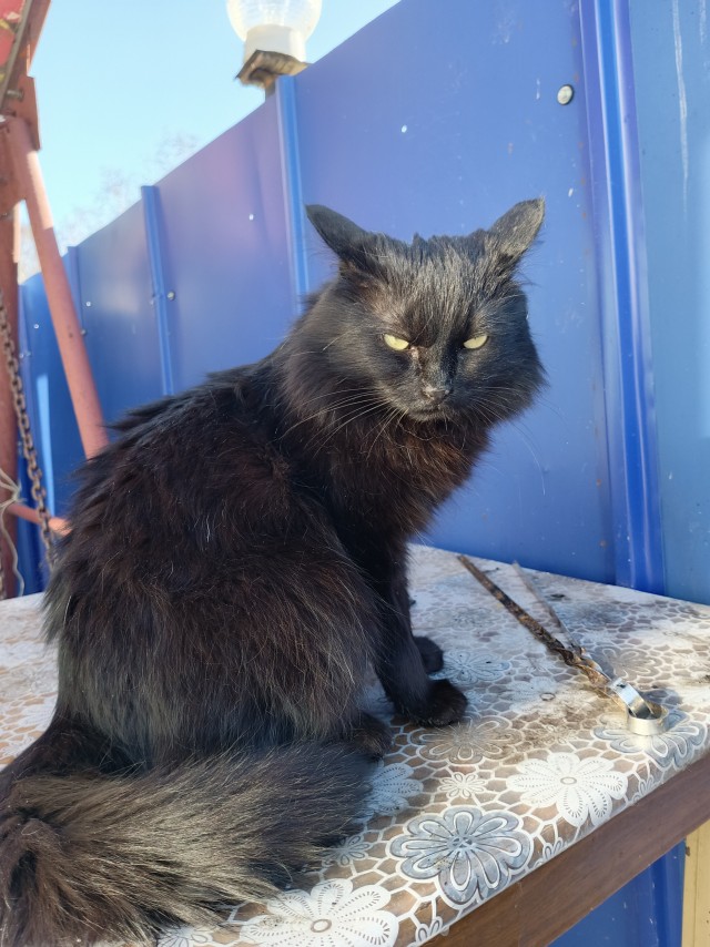 Котовторник. Начало