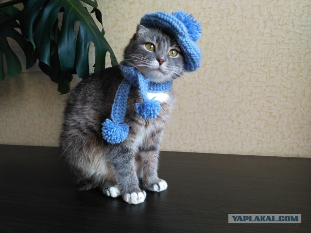 Сегодня день защиты животных