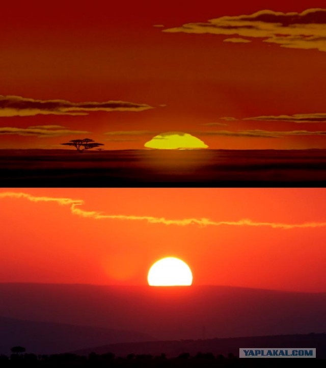 Мульт Король Лев в реальной жизни.