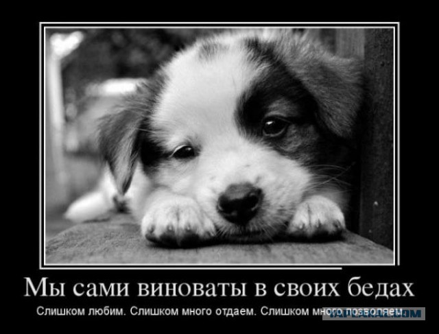 Что такое собака в доме