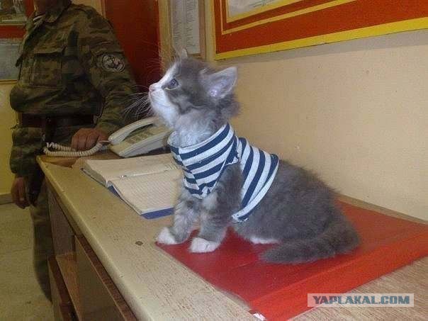 Армейская жизнь