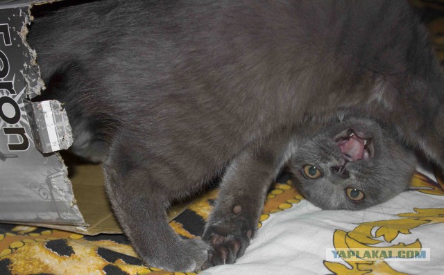 Завидую своему коту