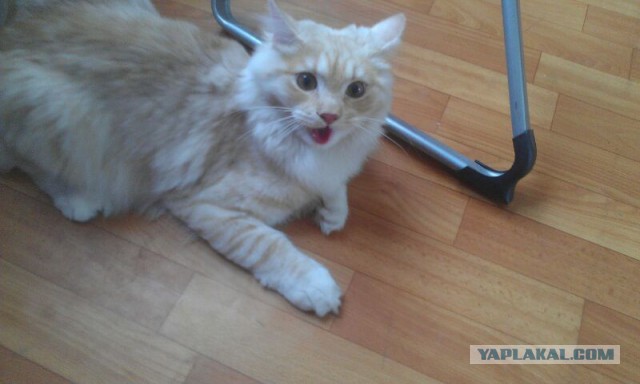 Котовторник 27.5.2014