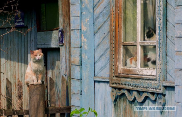 Грустный кот