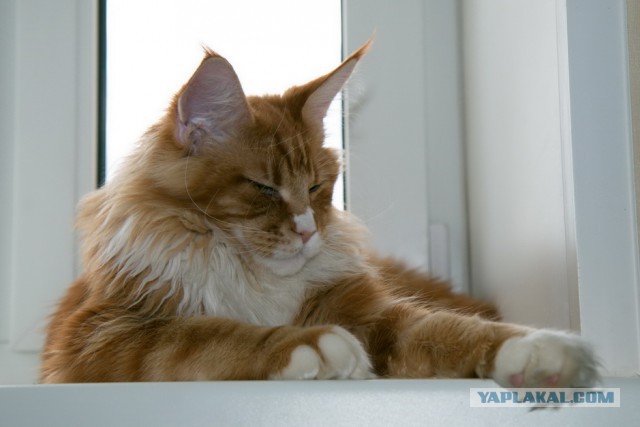 Котовторник 17.06.2014