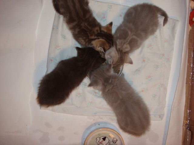 Котовторник 15.07.2014.