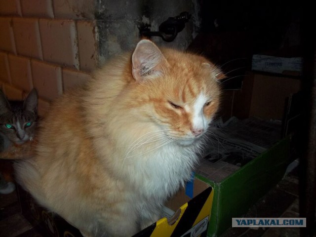 Жизнь домашнего приюта для котеек 21
