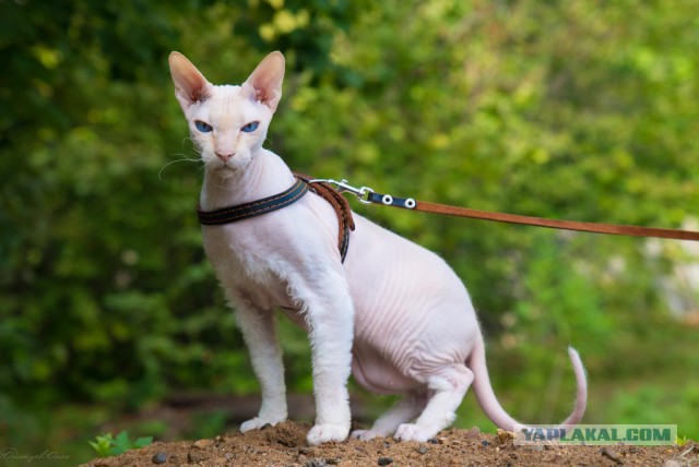 Котовторник 02.09.2014