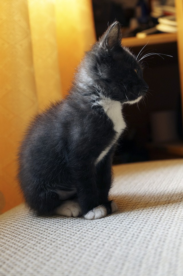 Болотные котята