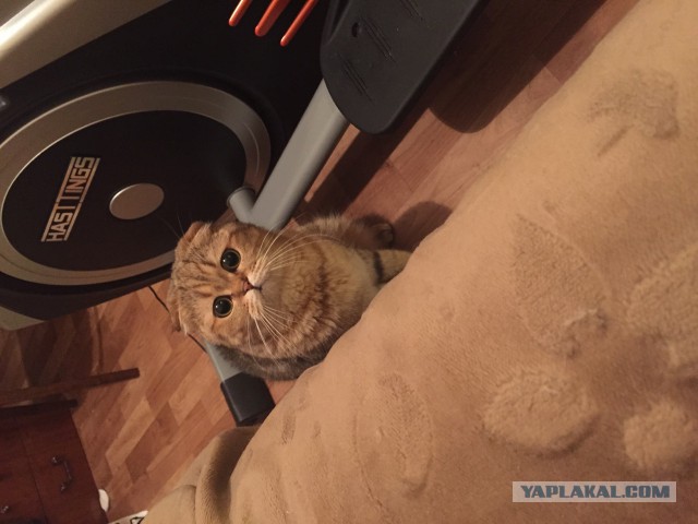 Котовторник 31.03.2015