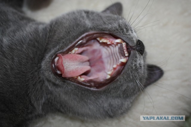 Котовторник 12.03.13