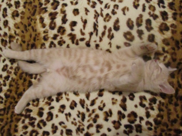 Котовторник