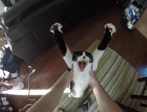 Весёлые гифки