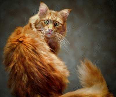 Кот идет на поправку...