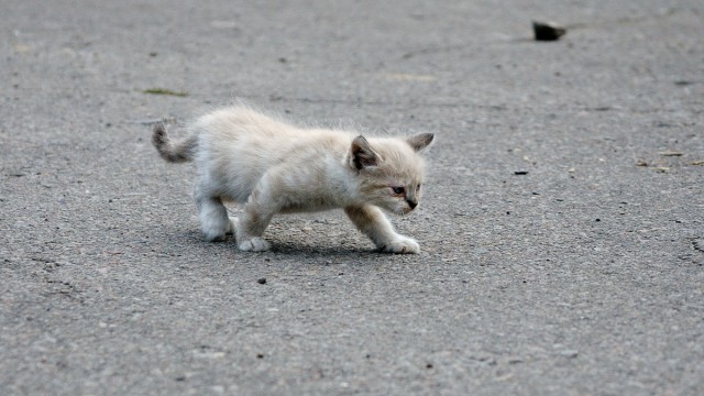 Котооо-о-о-вторник