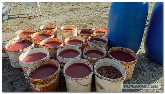 Самогонщики или винарня по-болгарски