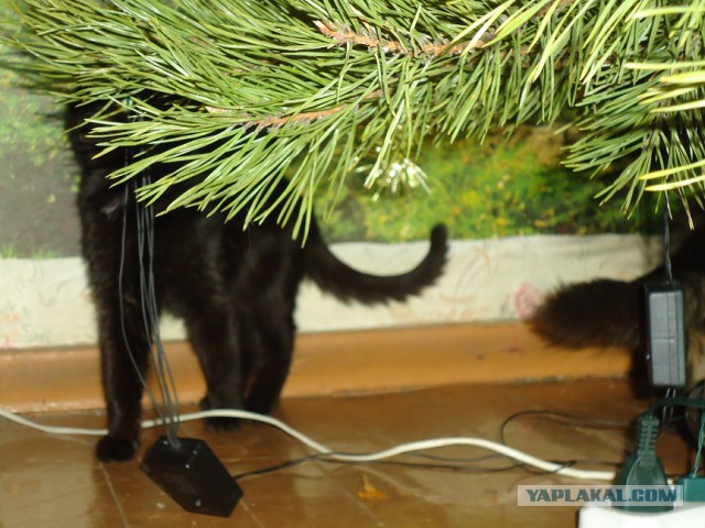 Мой личный котоленд 7
