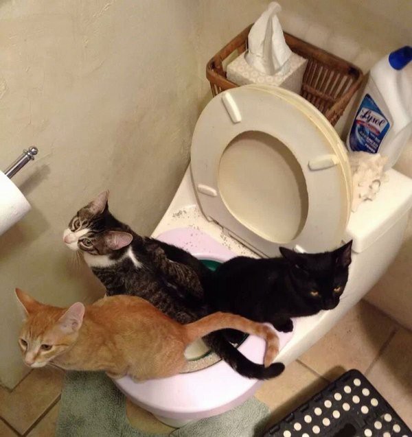Научил кошек ходить в унитаз