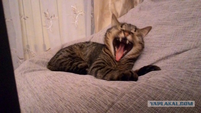 Попытка сделать свое "время ох##тельных историй"