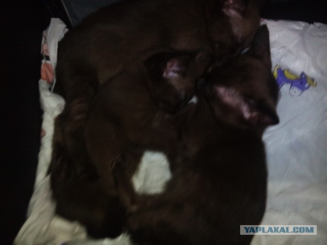 Котовторник 22.03.2016