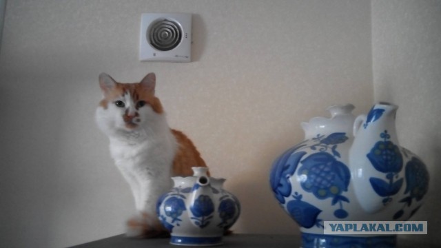 Котовторник - начало