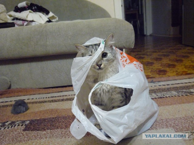 Котовторник 19.04.2016