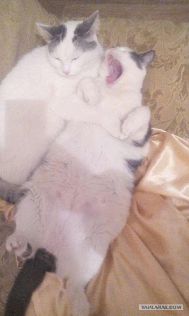 Котовторник 31.05.2016