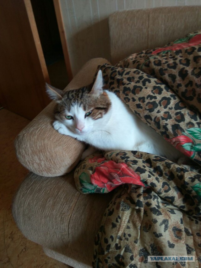 Котовторник 06.09.2016
