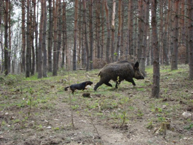 Такса  это навсегда