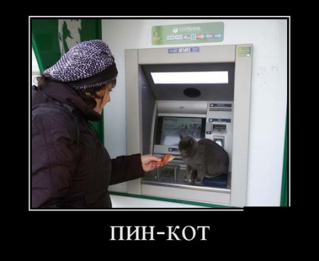 Коты из сети