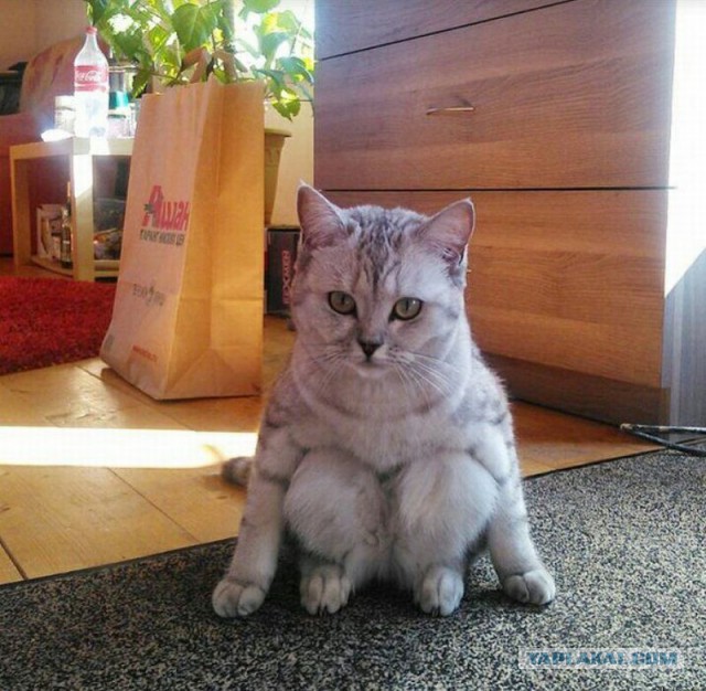 Коты из сети