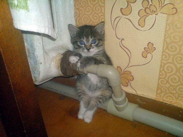 Коты из сети