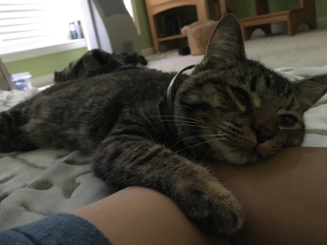 Коты из сети