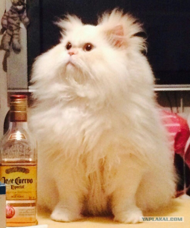 Кошкин день