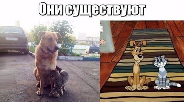 Самые смешные животные