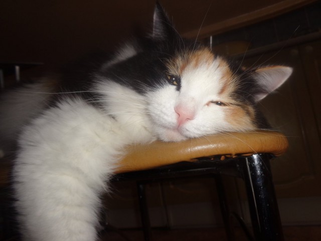 Коты и Кошки