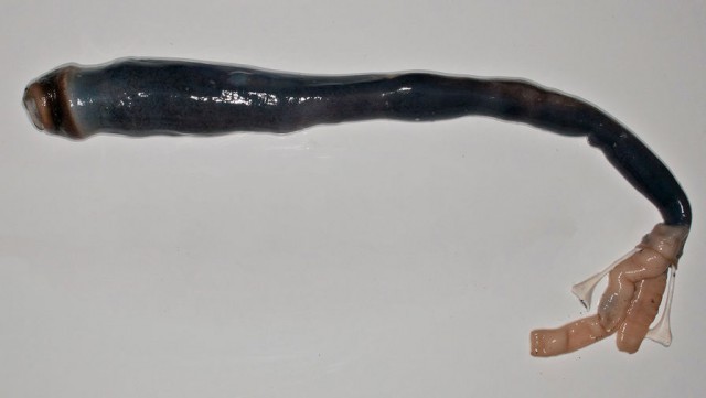 Червь-гигант питается зловонием: ученые впервые за 300 лет нашли моллюска, питающегося сероводородом