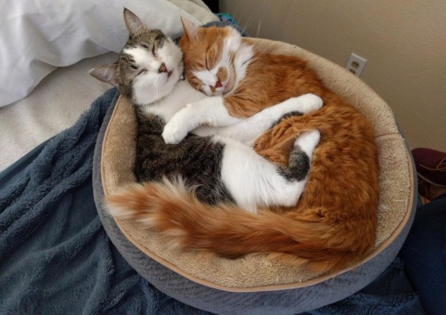 Коты и Кошки