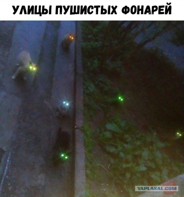 Подборка картинок с юмором "на любителя"