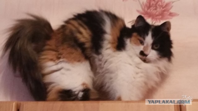 Кошки калико (трехцветные) почти всегда женского пола. Но почему?