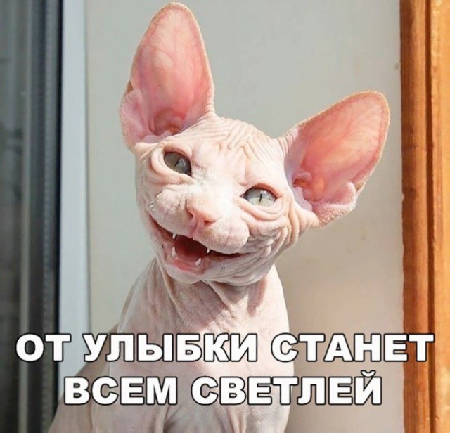 Коты и Кошки