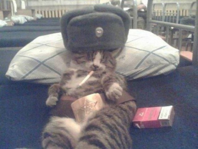 Коты и Кошки
